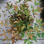 ヒメ日記 2026/04/30 15:50 投稿 夢宮 あのん☆理想の女性像 ジャックと豆の木