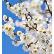 ヒメ日記 2025/01/19 14:25 投稿 杏樹 シャトーペトラ