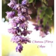 ヒメ日記 2025/04/14 15:58 投稿 杏樹 シャトーペトラ