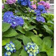 ヒメ日記 2025/05/31 14:11 投稿 杏樹 シャトーペトラ