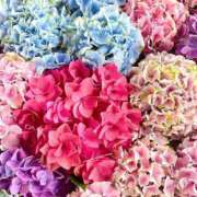 ヒメ日記 2025/01/06 10:01 投稿 もも セクシーキャット 神田店