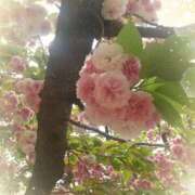 ヒメ日記 2025/04/26 09:43 投稿 もも セクシーキャット 神田店