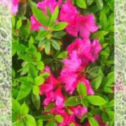 ヒメ日記 2025/04/27 09:41 投稿 もも セクシーキャット 神田店