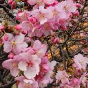 ヒメ日記 2025/03/02 06:45 投稿 さくらこ 出会い系人妻ネットワーク さいたま～大宮編