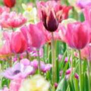 ヒメ日記 2025/03/31 23:35 投稿 さくらこ 出会い系人妻ネットワーク さいたま～大宮編