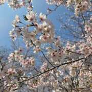 ヒメ日記 2026/03/31 00:12 投稿 さくらこ 出会い系人妻ネットワーク さいたま～大宮編