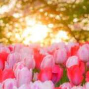 ヒメ日記 2026/04/12 13:12 投稿 さくらこ 出会い系人妻ネットワーク さいたま～大宮編