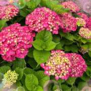 ヒメ日記 2025/06/17 11:36 投稿 さいか タレント倶楽部Around40