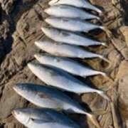 ヒメ日記 2025/06/07 21:00 投稿 かえで☆ CLUB PIAA