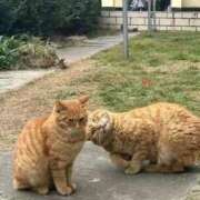 ヒメ日記 2026/02/06 11:00 投稿 もあ マリアージュ熊谷