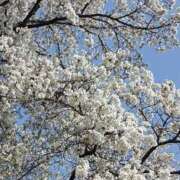 ヒメ日記 2025/04/09 09:36 投稿 ほのか 即アポ奥さん ～津・松阪店～