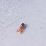 ヒメ日記 2025/09/22 21:40 投稿 さやこ 千葉人妻花壇