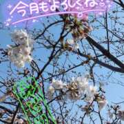 ヒメ日記 2025/04/03 16:30 投稿 みどり 千葉人妻花壇