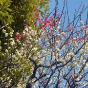 ヒメ日記 2026/02/18 22:57 投稿 みどり 千葉人妻花壇