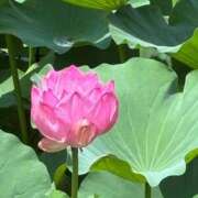 ヒメ日記 2025/07/12 11:40 投稿 じゅん 千葉人妻花壇