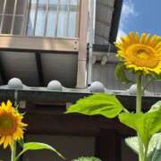 ヒメ日記 2025/08/30 07:12 投稿 じゅん 千葉人妻花壇