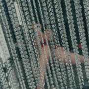 ヒメ日記 2025/04/04 06:03 投稿 はる 千葉人妻花壇