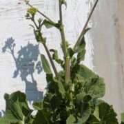 ヒメ日記 2025/03/11 16:52 投稿 まこ 千葉人妻花壇