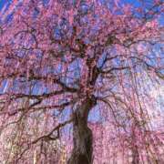 ヒメ日記 2025/03/13 07:59 投稿 まこ 千葉人妻花壇