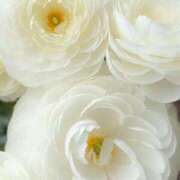 ヒメ日記 2025/03/15 11:16 投稿 まこ 千葉人妻花壇