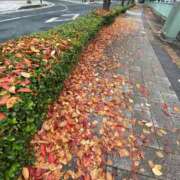 ヒメ日記 2025/11/25 14:00 投稿 あきこ 千葉人妻花壇