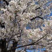 ヒメ日記 2026/04/03 14:05 投稿 あきこ 千葉人妻花壇