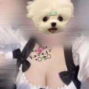 ヒメ日記 2025/11/19 13:52 投稿 めい☆ 豊橋豊川ちゃんこ