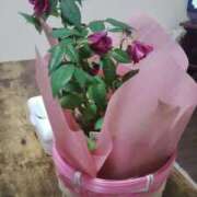 ヒメ日記 2025/05/26 14:42 投稿 さき 丸妻 厚木店