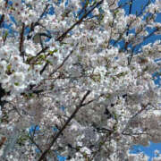 ヒメ日記 2026/04/09 12:34 投稿 ゆりな TSUBAKI(ツバキ)松山店