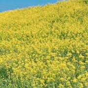 ヒメ日記 2025/03/22 10:51 投稿 白藤 プレジデントクラブ