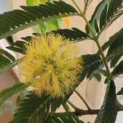 ヒメ日記 2025/03/31 06:30 投稿 白藤 プレジデントクラブ