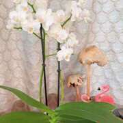 ヒメ日記 2025/12/07 12:01 投稿 白藤 プレジデントクラブ