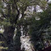 ヒメ日記 2025/12/26 10:00 投稿 白藤 プレジデントクラブ