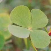 ヒメ日記 2026/03/17 08:00 投稿 白藤 プレジデントクラブ