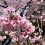 ヒメ日記 2026/03/20 08:00 投稿 白藤 プレジデントクラブ