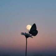 ヒメ日記 2026/04/09 12:02 投稿 白藤 プレジデントクラブ