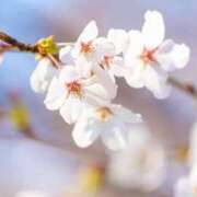 ヒメ日記 2025/04/05 11:02 投稿 美夜子(みやこ) 五十路エステハイブリッド(カサブランカグループ)