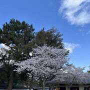 ヒメ日記 2025/04/07 07:03 投稿 雅　きょうか 快楽園 大阪梅田