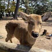 ヒメ日記 2025/04/08 07:03 投稿 雅　きょうか 快楽園 大阪梅田
