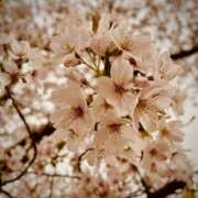 ヒメ日記 2025/04/10 12:33 投稿 雅　きょうか 快楽園 大阪梅田