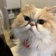 ヒメ日記 2025/05/01 23:49 投稿 雅　きょうか 快楽園 大阪梅田