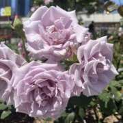 ヒメ日記 2025/05/14 10:39 投稿 雅　きょうか 快楽園 大阪梅田