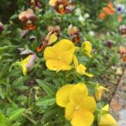 ヒメ日記 2025/05/30 12:29 投稿 雅　きょうか 快楽園 大阪梅田