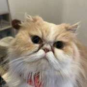 ヒメ日記 2025/06/23 21:49 投稿 雅　きょうか 快楽園 大阪梅田