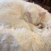 ヒメ日記 2025/07/12 00:39 投稿 雅　きょうか 快楽園 大阪梅田