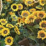 ヒメ日記 2025/08/09 14:59 投稿 雅　きょうか 快楽園 大阪梅田