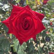 ヒメ日記 2025/10/20 21:29 投稿 雅　きょうか 快楽園 大阪梅田