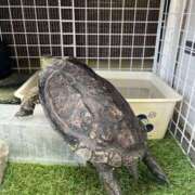 ヒメ日記 2026/01/06 15:09 投稿 雅　きょうか 快楽園 大阪梅田