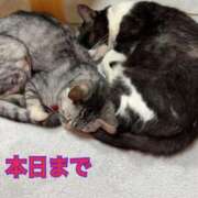 ヒメ日記 2025/02/06 10:26 投稿 める 北九州人妻倶楽部（三十路、四十路、五十路）