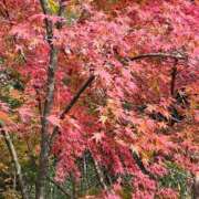 ヒメ日記 2024/12/14 15:39 投稿 霧島　ゆう Amateras～アマテラス～